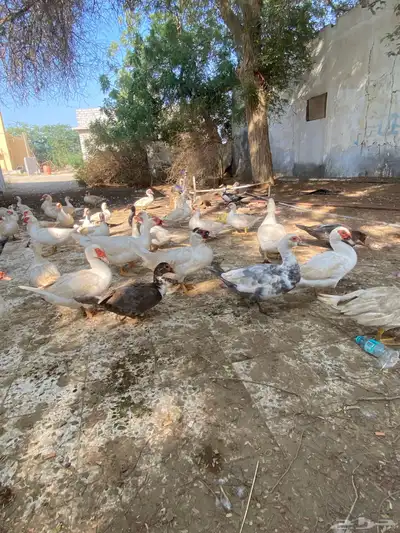 بط مصري نضيف index