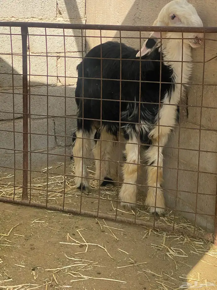 الصناعيه 4