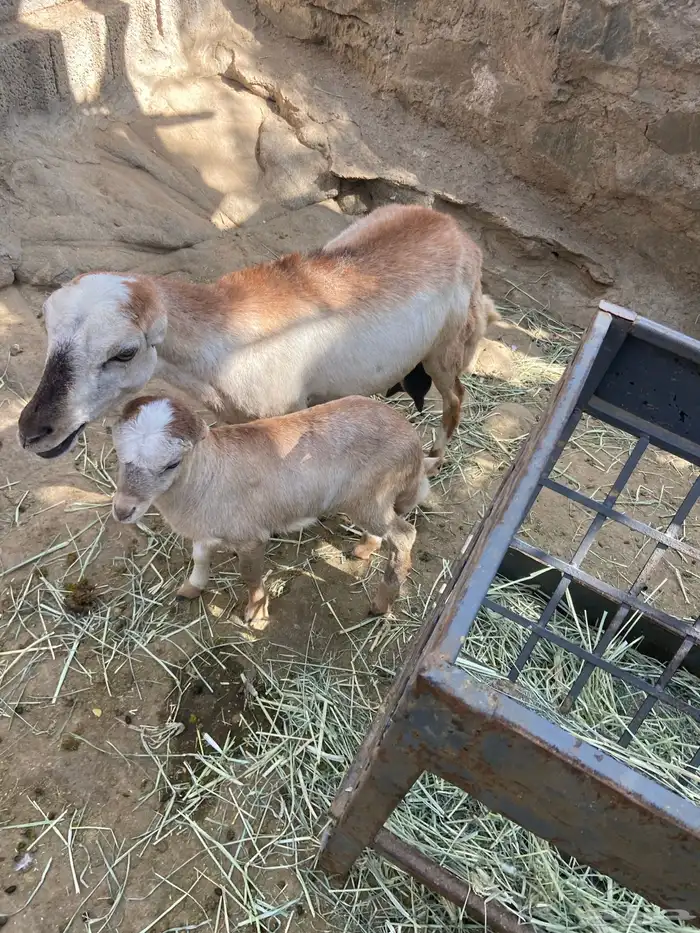 نعجه عليها رخل 1