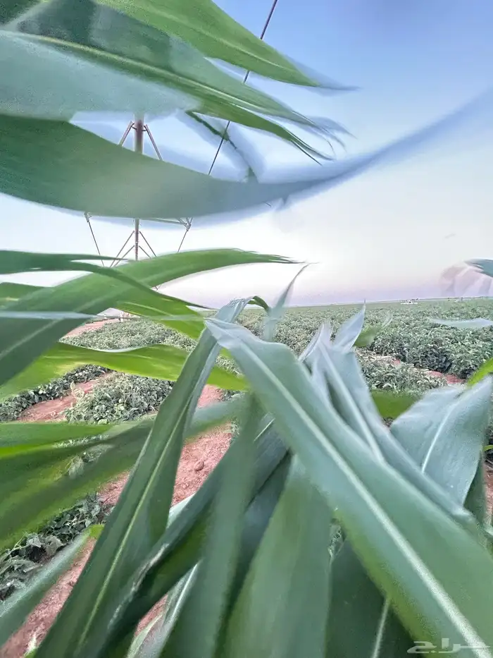 مشروع زراعي منتج للايجار مع بيوت محميه ورشاش 4 ابراج واسترا 4