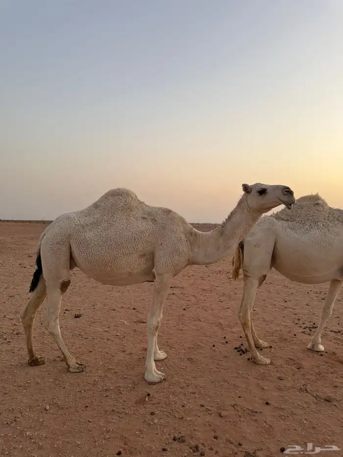 لقحات قريبات سليمات العذاريب 3