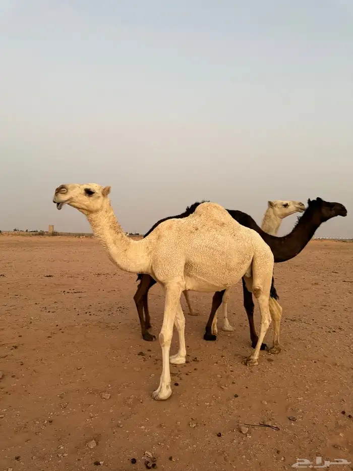 لقحات قريبات سليمات العذاريب 0