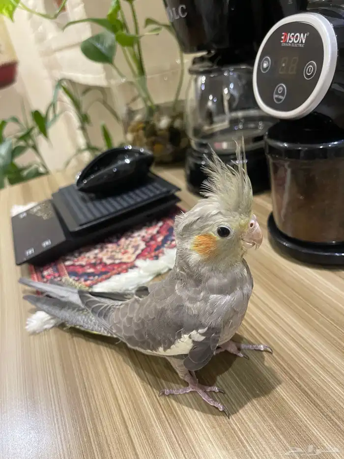 كروان نورمال عمر شهرين ونص 2