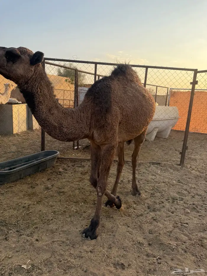 بكره طيبه للبيع 2