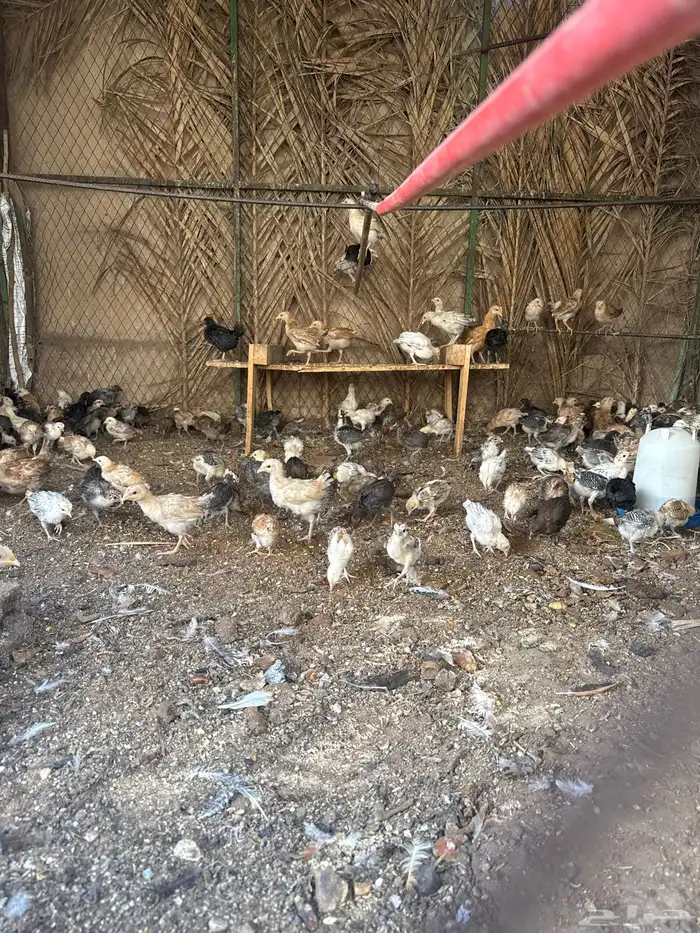 دجاج بلدي العمر شهر 1