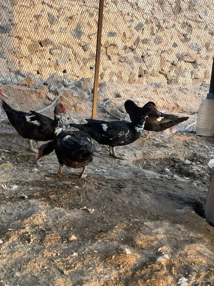 بط مصري 3
