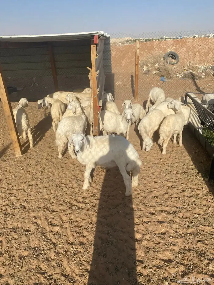 طليان 5