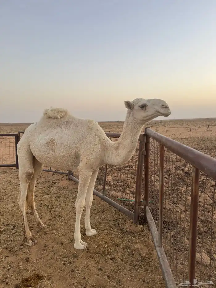 حقه وضحا كفو 1