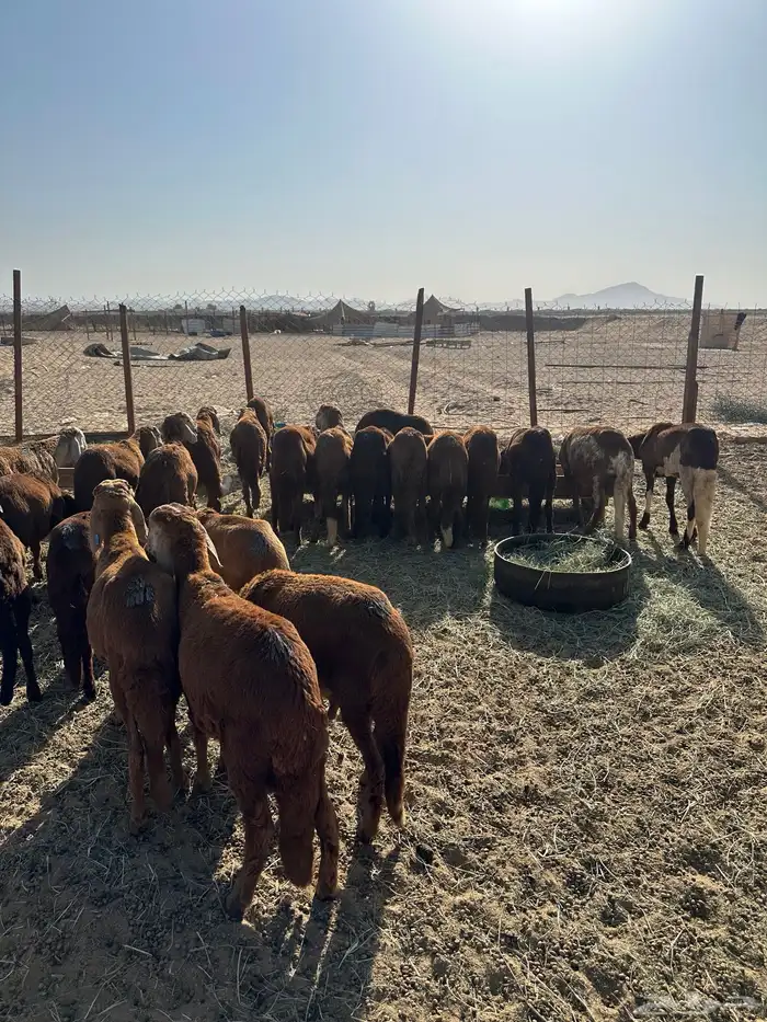 طليان سواكني حمري (تم البيع) 4