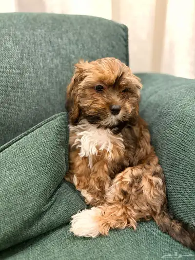 shih poo dogs for sale كلاب شيبو للبيع index
