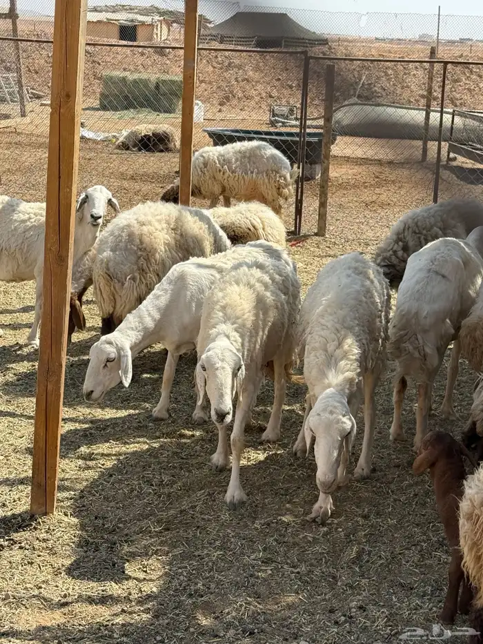 غنم حريات دفيع 4