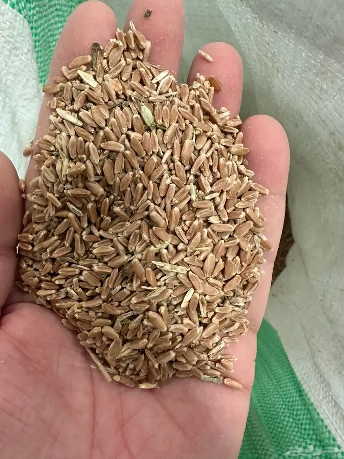 بذر او علف مخلوط قمح وجرجير 0