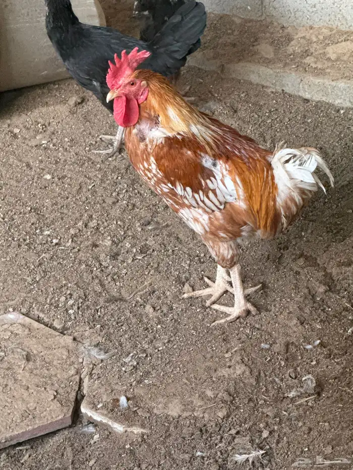 ديوك 2