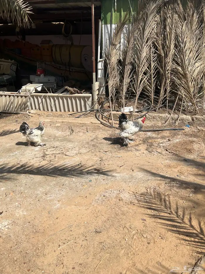 القصيم بريدة حي ضراس 2