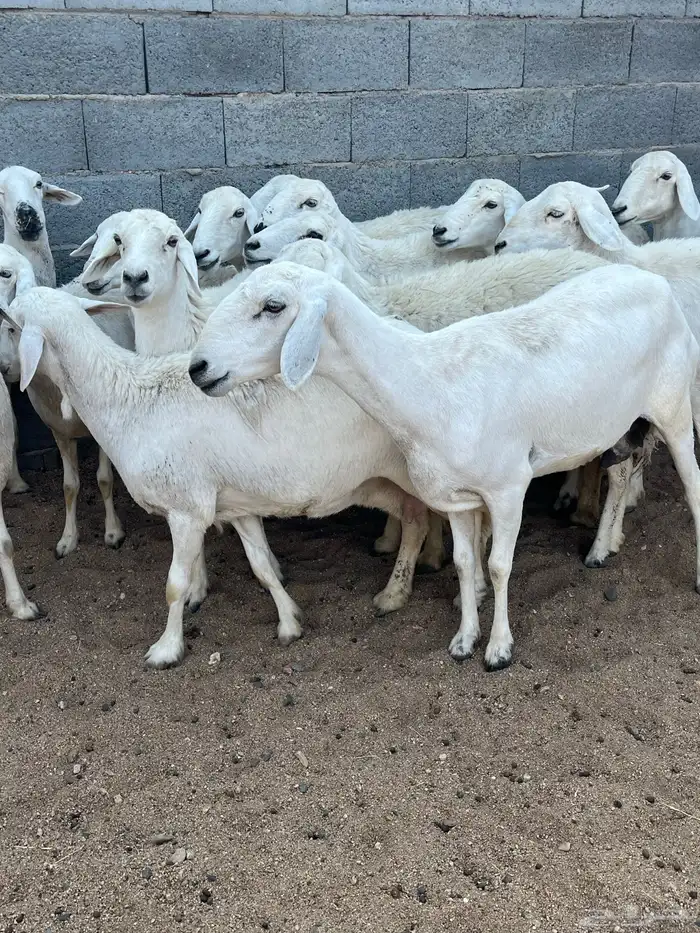 ضان صنف تم البيع 2