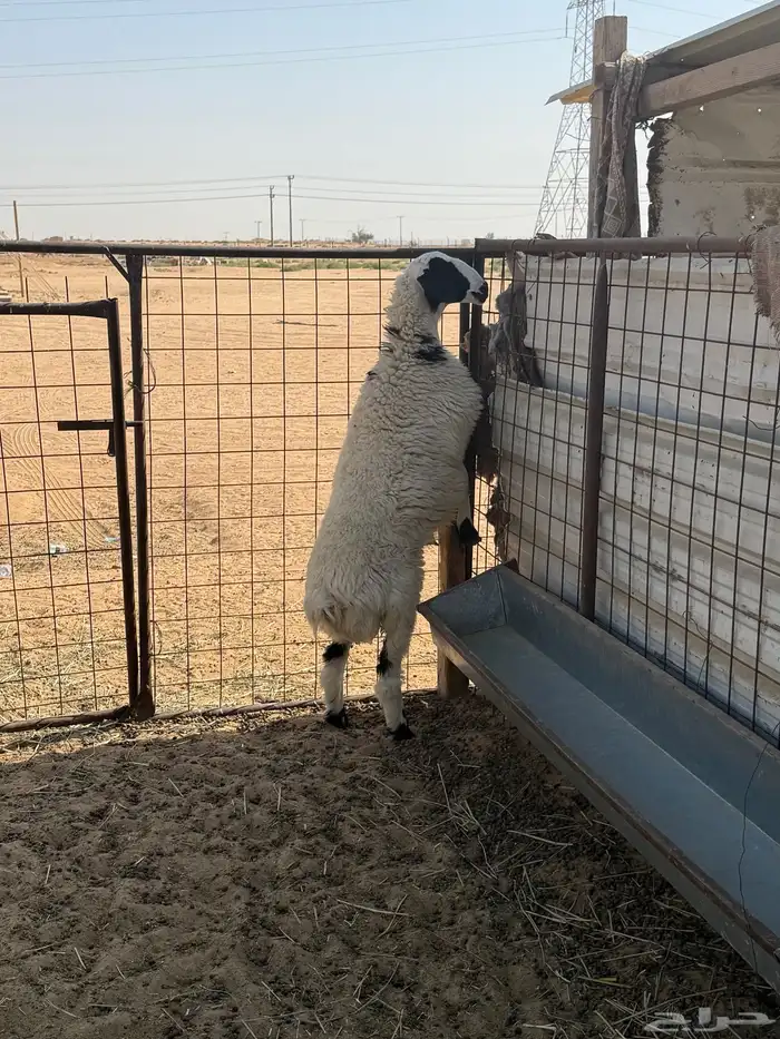 رخل طيبة ونظيفة 2