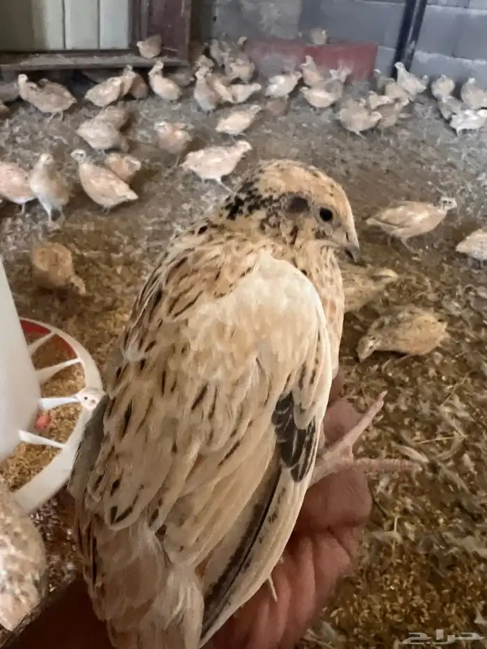 يوجد امهات سمان مشروع كامل للبيع 3