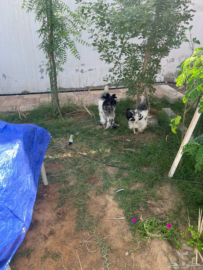 القصيم بريدة حي ضراس 0