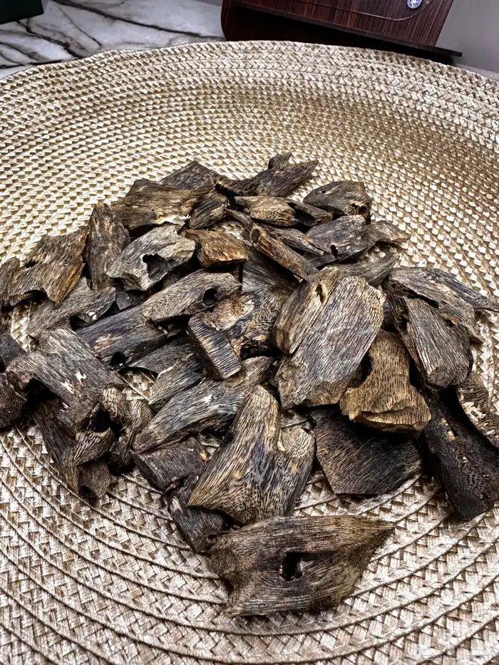 الفهد لنوادر العود الان في المنطقه الجنوبية 20