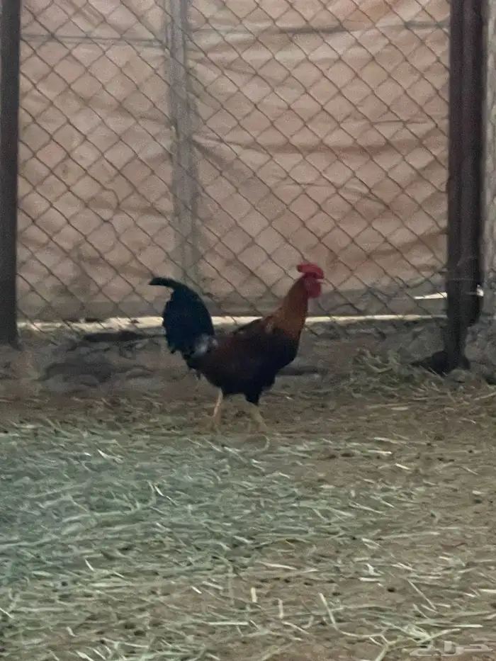 ديك عربي اصيل قديم 1
