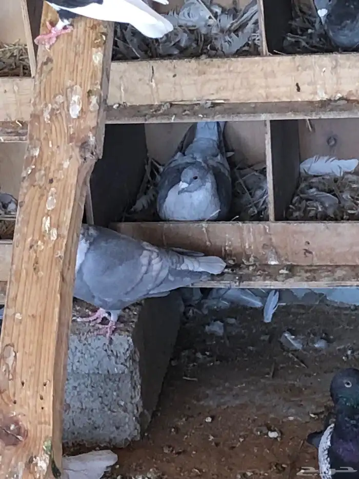 زاجل فراشة وزاجل رديوس وزاجل مكاتيف للبيع 3