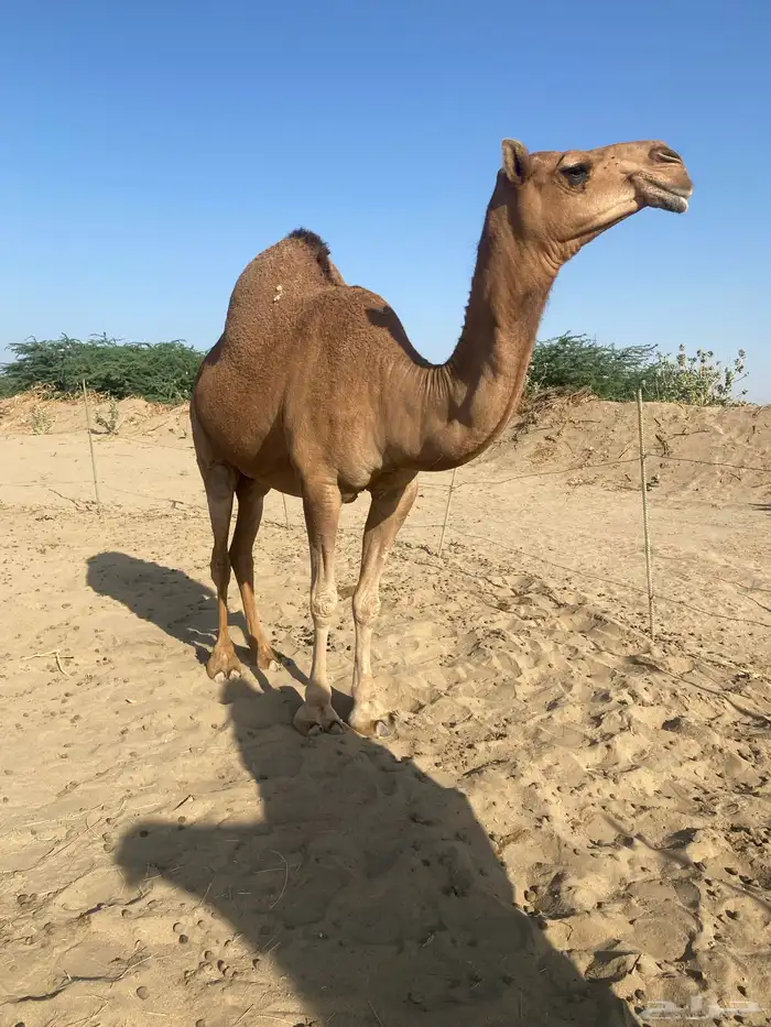 لقحه للبيع 0