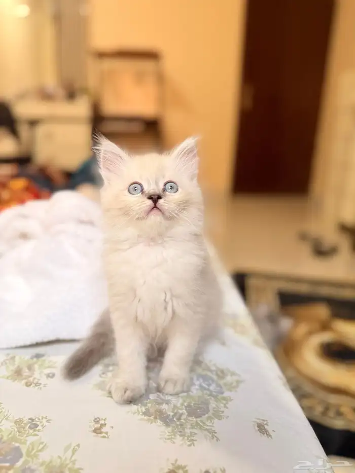 قطط للبيع. قطط صغيرة للبيع. 2