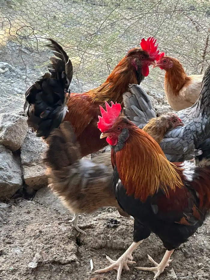 ديوك أمريكي مع دجاج بلدي تبارك الرحمن 6