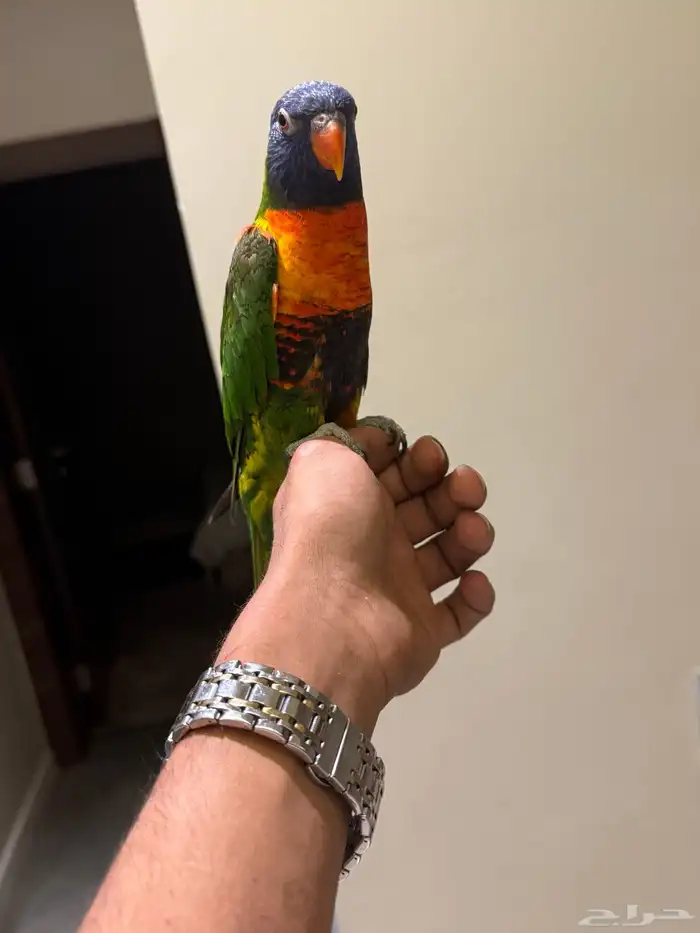 لوري اليف جدا لعوب متكلم لايجي الا الصامل 4