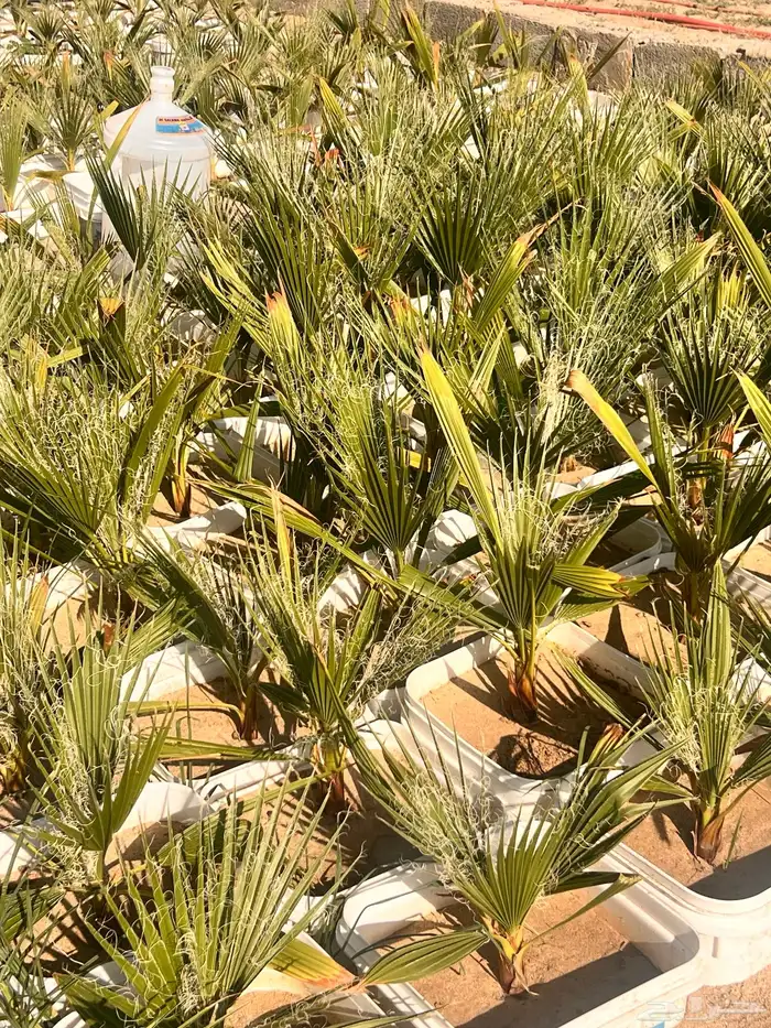نخيل واشنطونيا ( جمله ) فرصه استثمارية 3