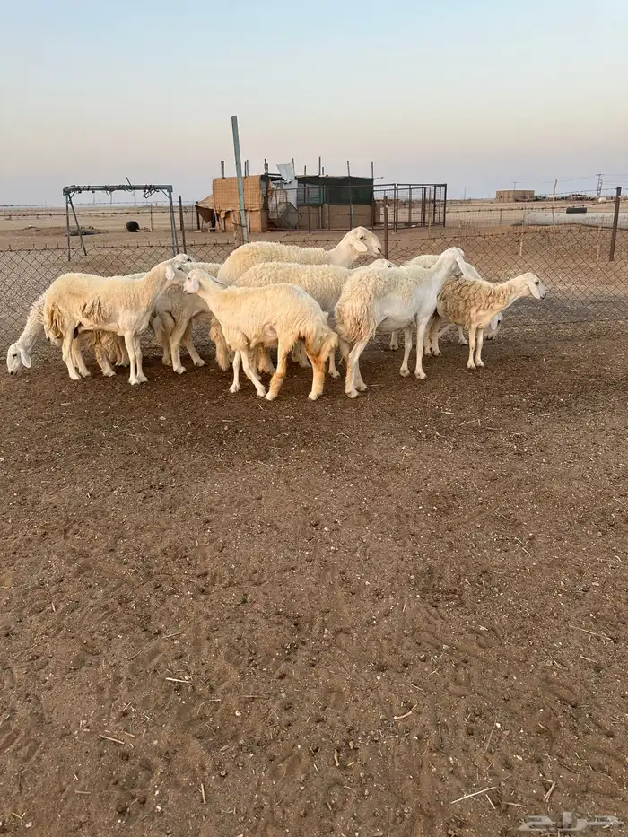 حريات طيبه 2