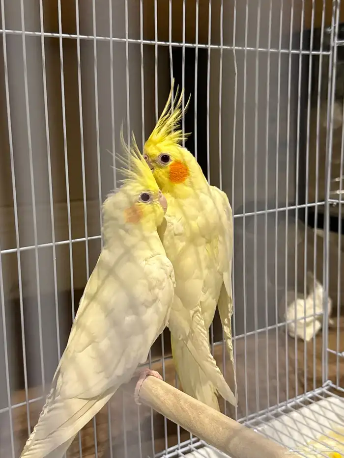 زوج كروان (تم البيع) 0