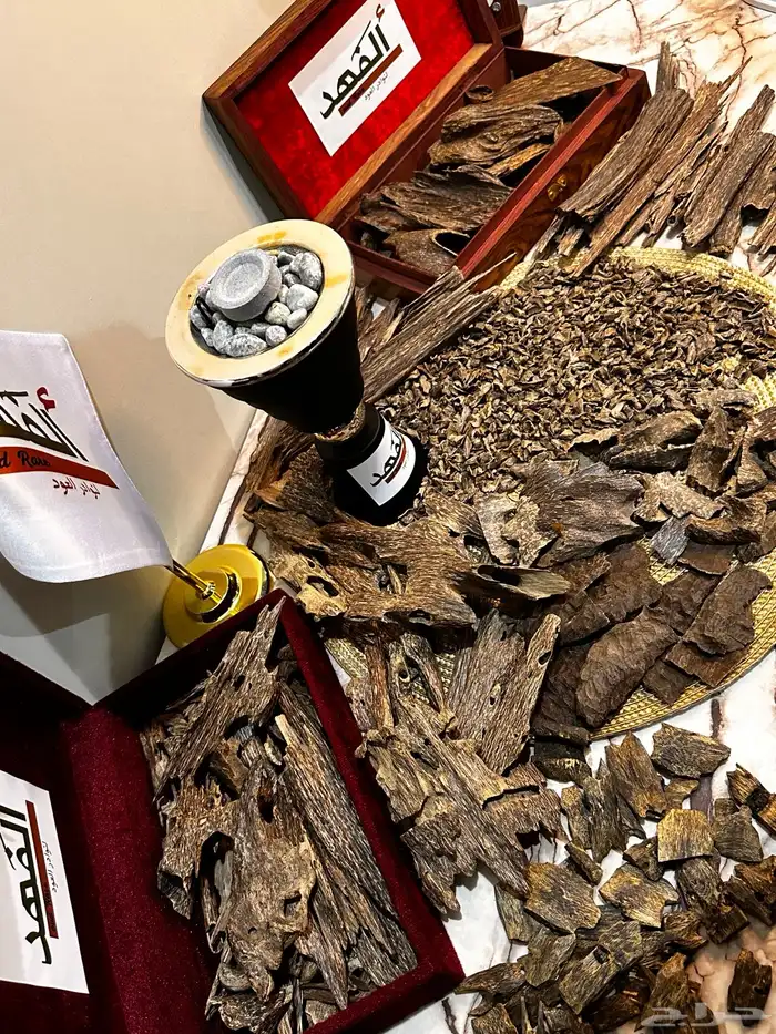 الفهد لنوادر العود الان في المنطقه الجنوبية 9