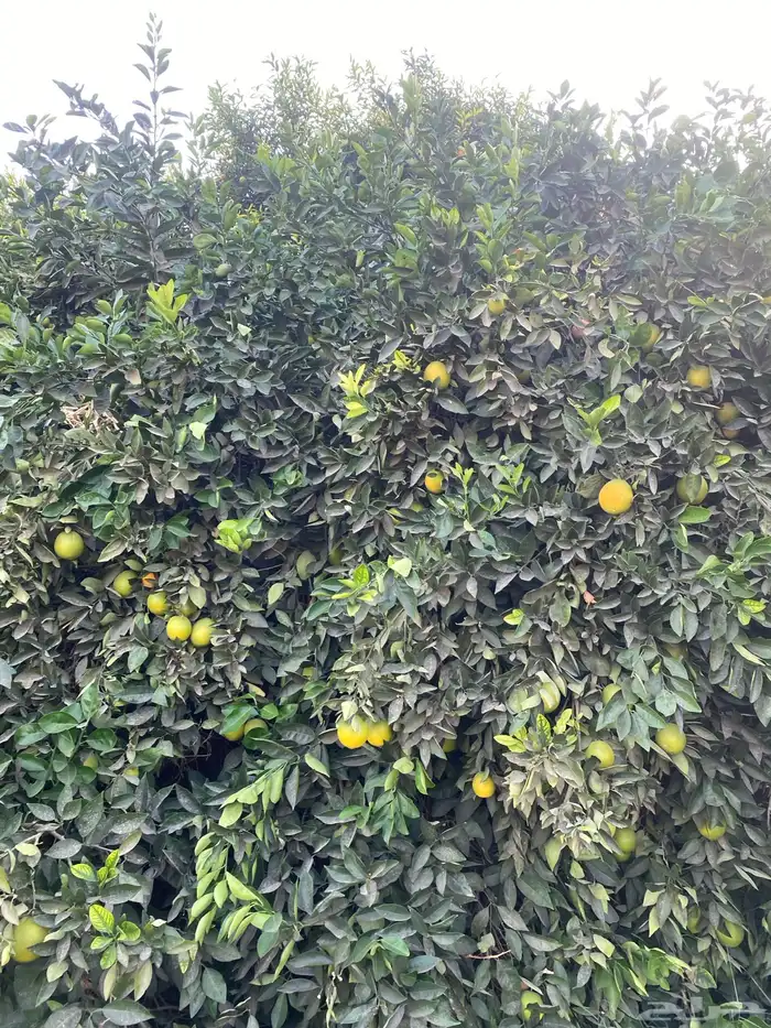 ثمار برتقال للبيع 1
