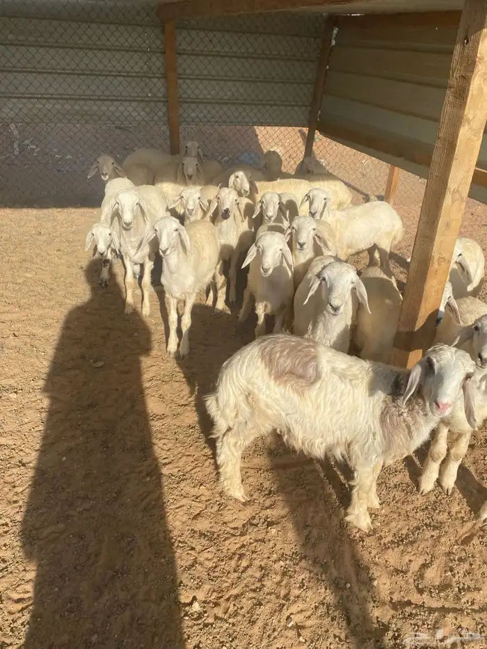 طليان 11