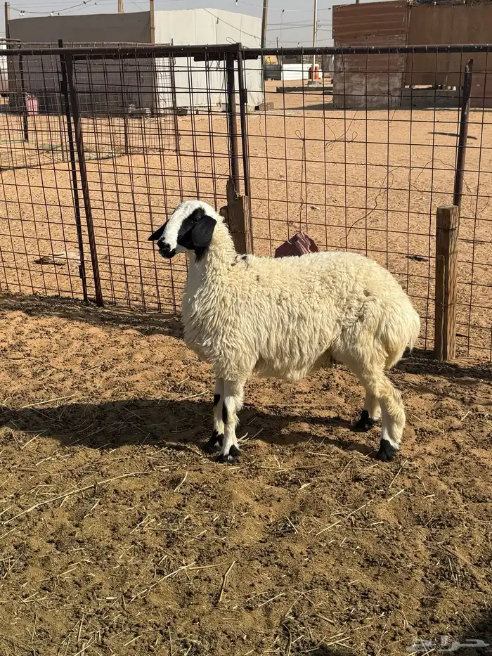 رخل طيبة ونظيفة 0