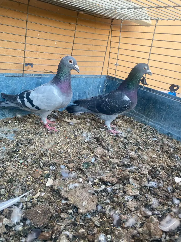 زوجين حمام زاجل سباق شرط كلهم منتجه 3