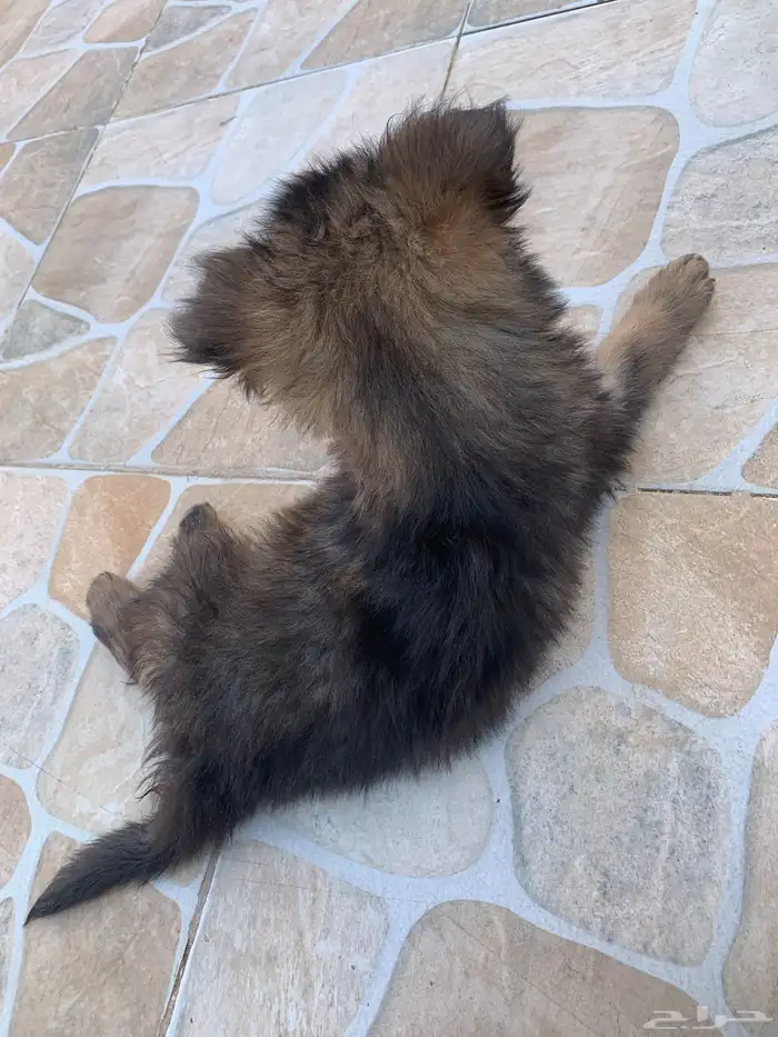 جراء جيرمن شيبرد سيبل بيور 0