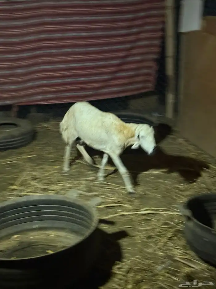 صبيا _ قرية الحرف 1