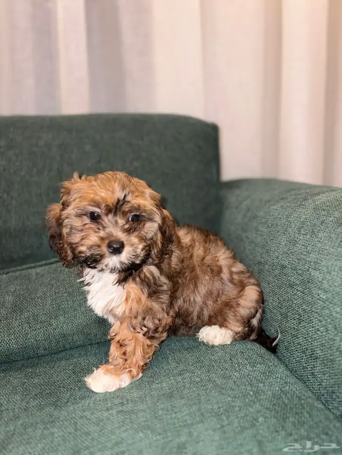 shih poo dogs for sale كلاب شيبو للبيع 9