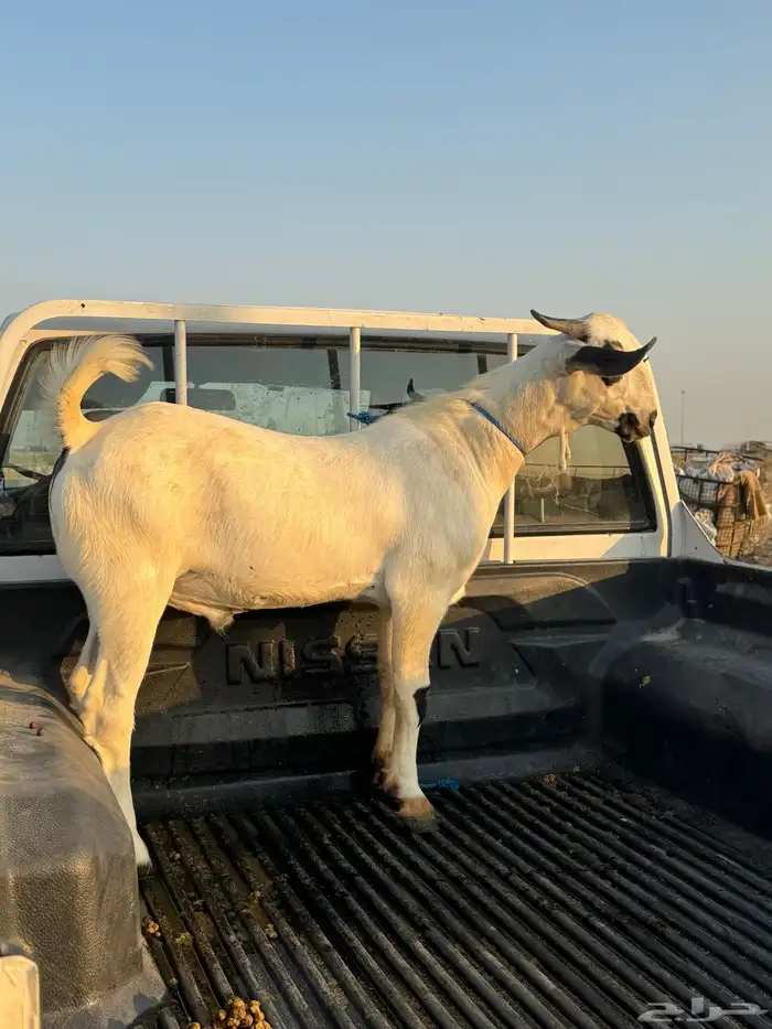 مشروع فحل بيشي للبيع في الدمام 3