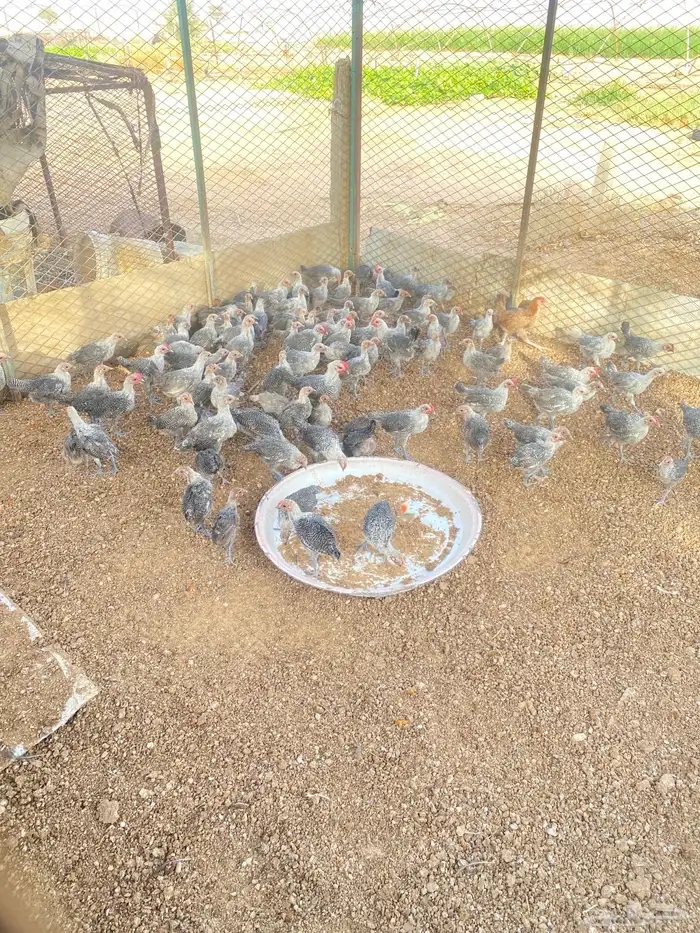 للبيع دجاج فيومي شبابي 2