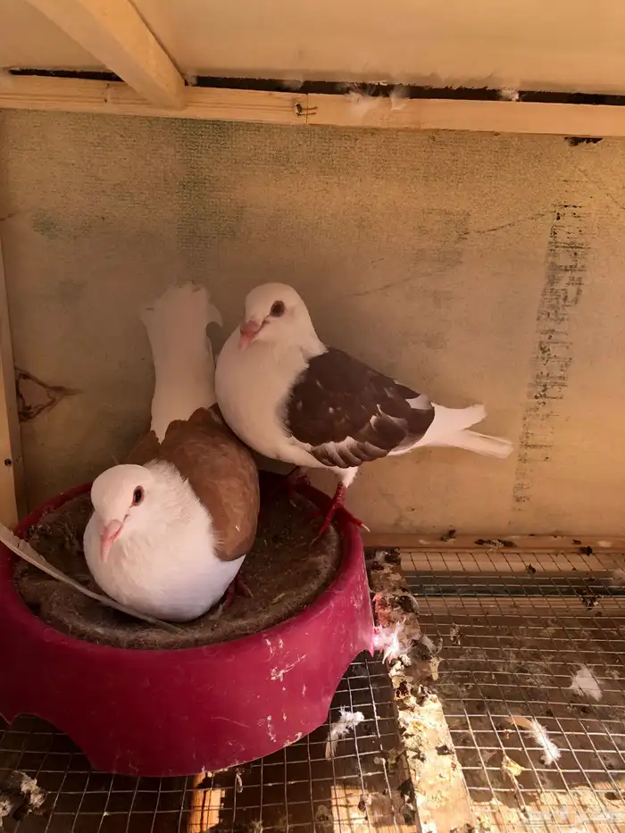 زاجل فراشة وزاجل رديوس وزاجل مكاتيف للبيع 1