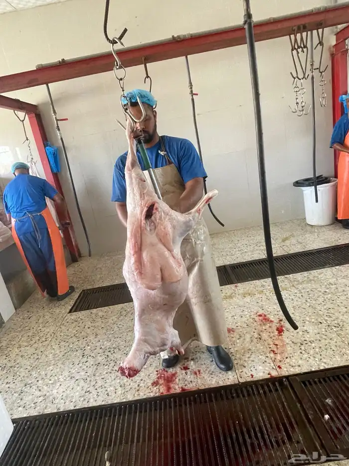 ذبايح ثلاجه ضيفه تمايم باسعار مناسبه 0