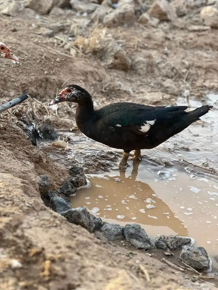 بط مصري 0