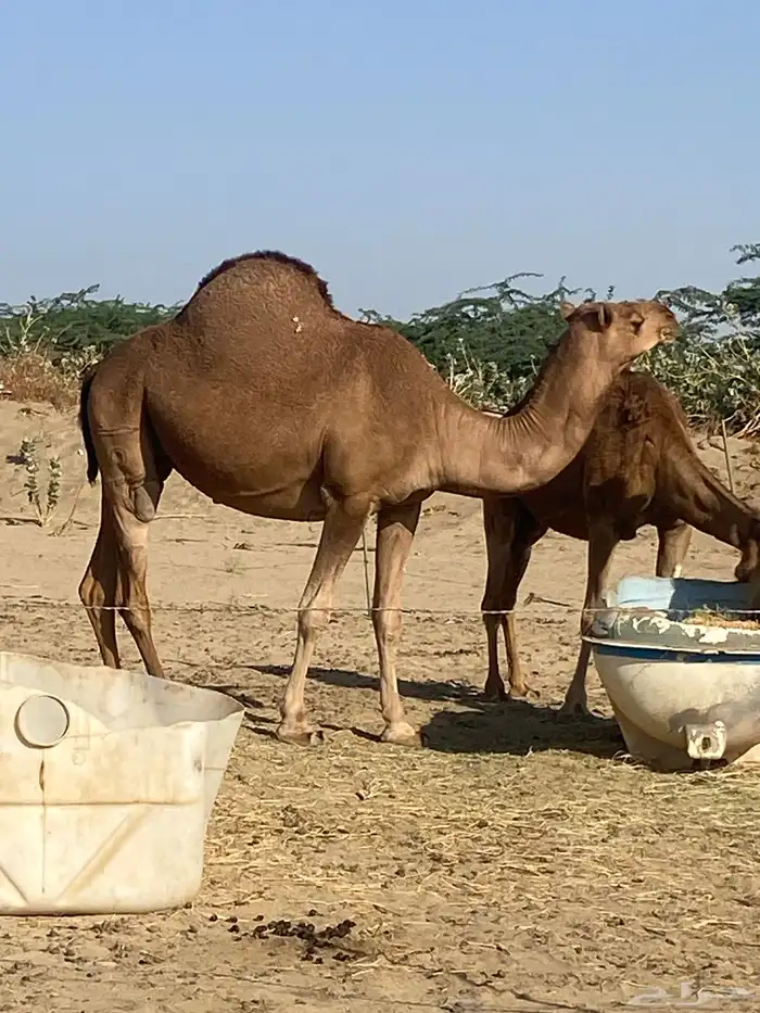 لقحه للبيع 4