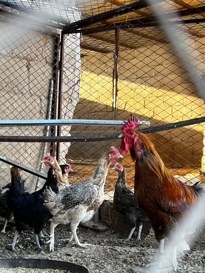 دجاج بياض 3