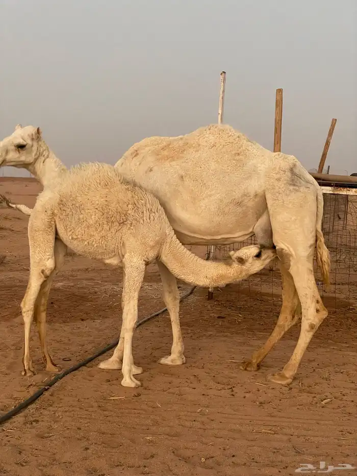 عشرا للبيع 0