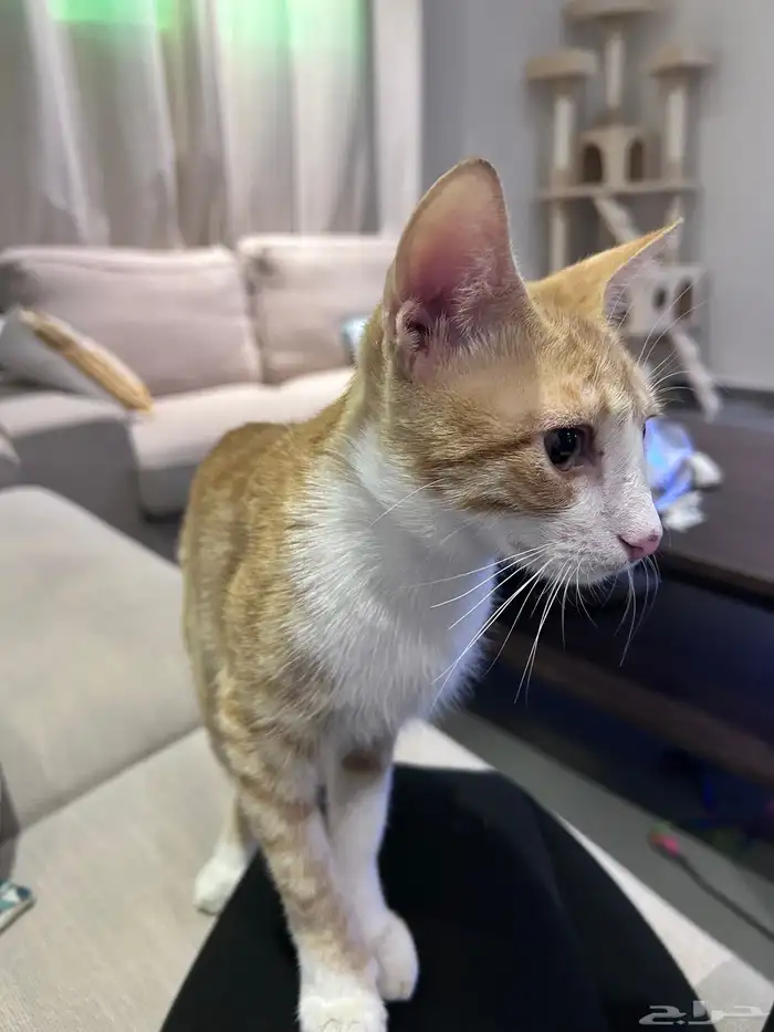 قط للتبني (تم التبني) 2