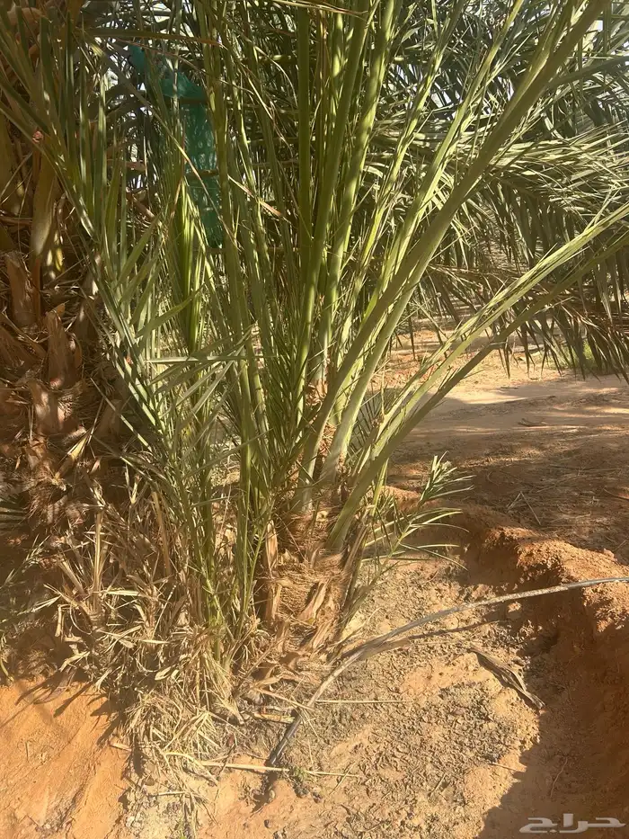 توريد جميع أنواع النخيل 0